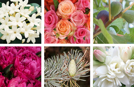 Bougies parfumées | Nos parfums Bougies parfumées | Nos parfums
